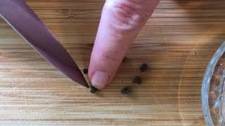 Preparing hibiscus seeds for germination [upl. by Lugar]