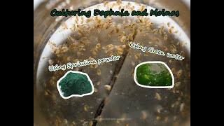 How To Culture Daphnia and Moinas using Green Water Spirulina powder [upl. by Nollie]