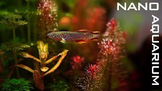 New NANO AQUARIUM For KILLIFISH [upl. by Esme5]