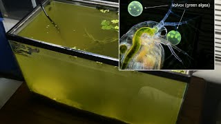 Raising Daphnia for the Freshwater Aquarium [upl. by Aicilas]