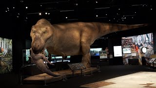 SUE The T Rex Experience Roars Into Denver [upl. by Miarfe]