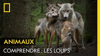 COMPRENDRE  les loups [upl. by Gerardo]