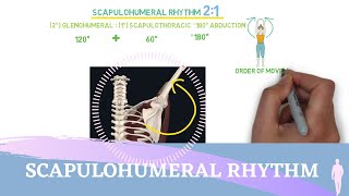 Scapulohumeral Rhythm Simple Animation I Shoulder Kinesiology [upl. by Yuzik]