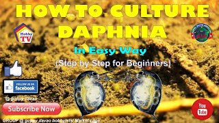 HOW TO CULTURE DAPHNIA In Easy Way [upl. by Derick]