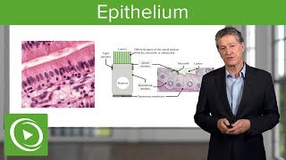 Epithelium – Histology  Lecturio [upl. by Assenev940]