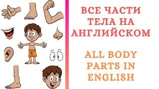 Все части тела человека на английском All body parts in English [upl. by Anihta]