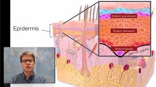 Integumentary System [upl. by Lessur]